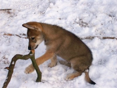 Puppy with stick