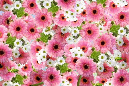 Bloom flower pink