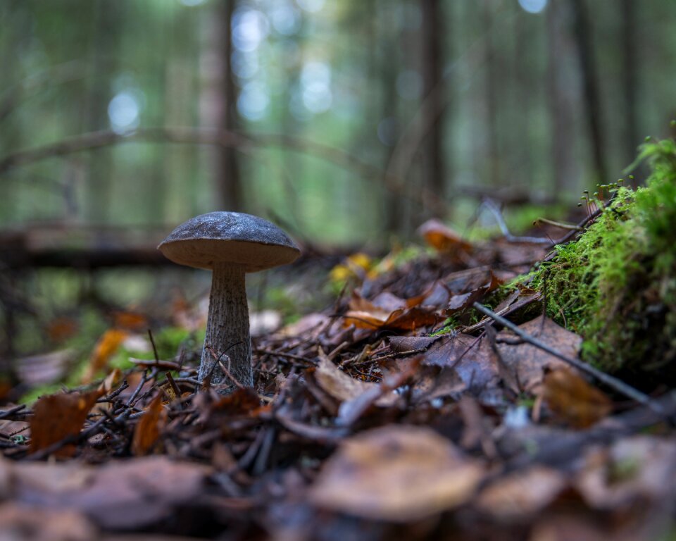 Podberjozovik forest mushroom