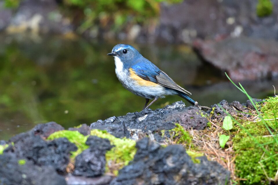 Bird wild the business type