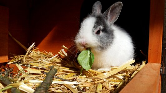 Pet basil easter bunny