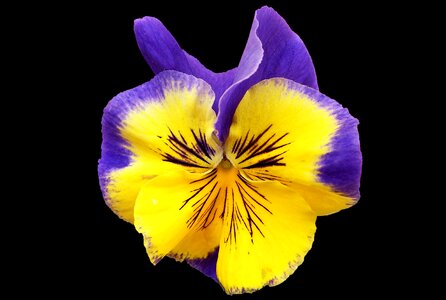 Flower pansy nature photo