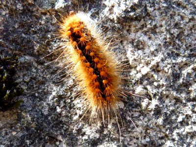 Raupe zur Bestimmung 4