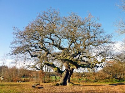 Reither Eiche, 2