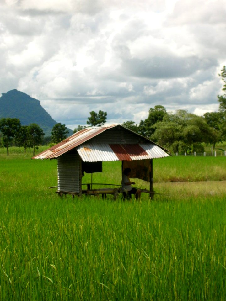 Reisfeld in Thailand