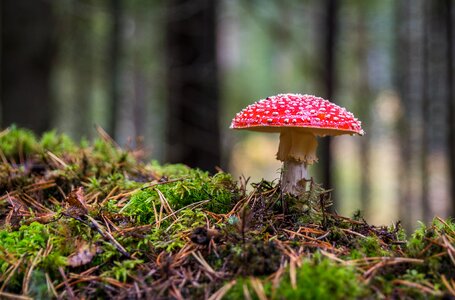 Moss autumn fungus photo