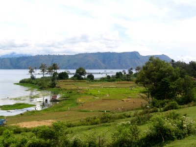 Reisfeld lake toba