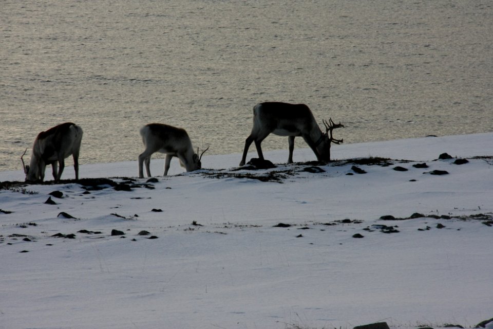 Rentiere in der Finnmark