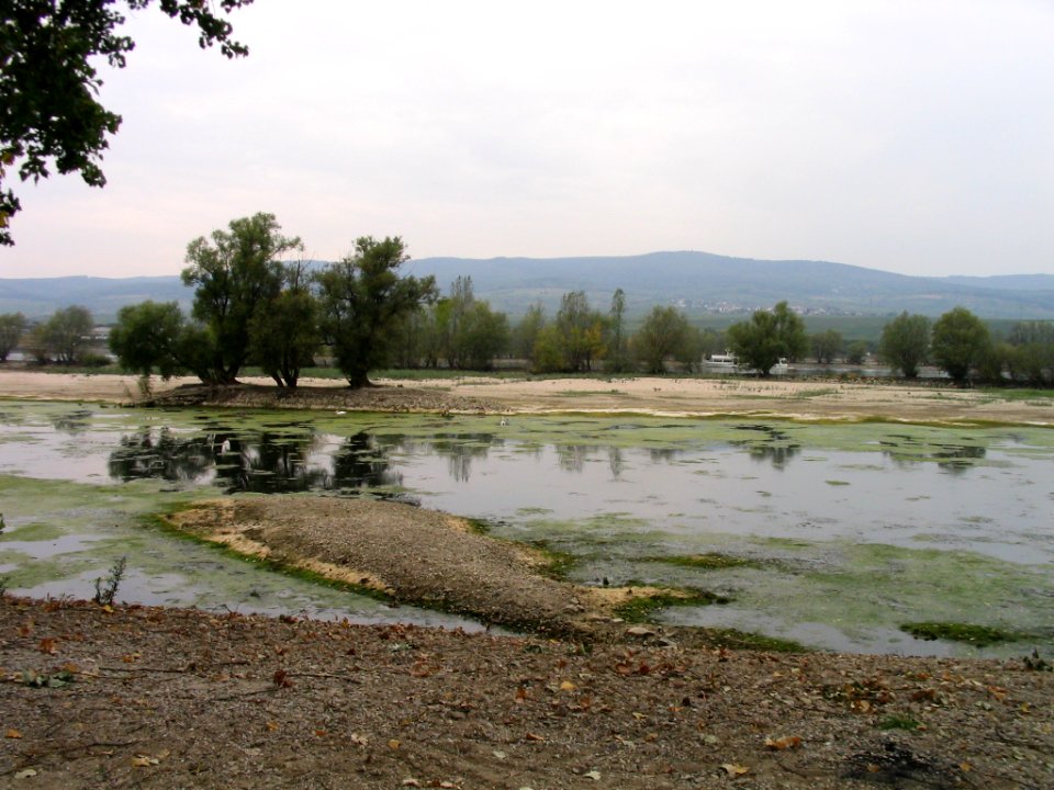 Rheinbeiingelheim280903b