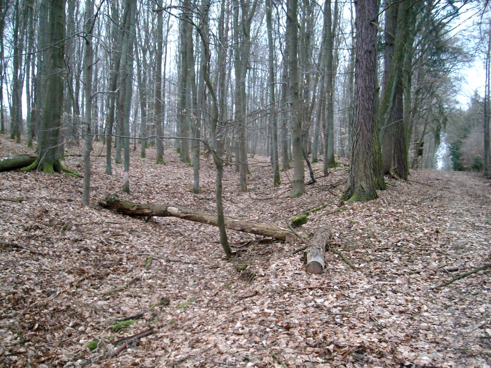 Ringwallanlage Nack (Idstein) 002