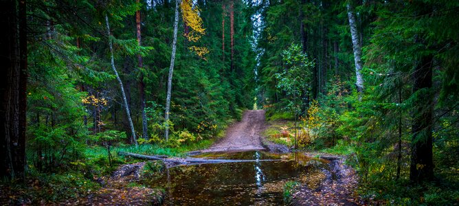 Puddle trees landscape