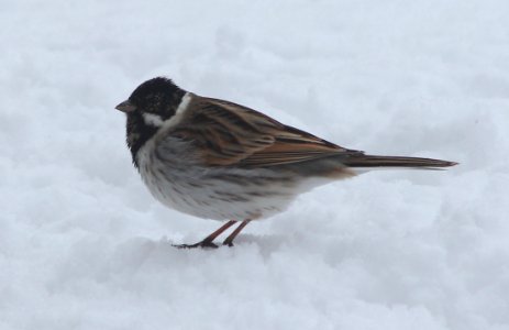 Rohrammer im Allgäu