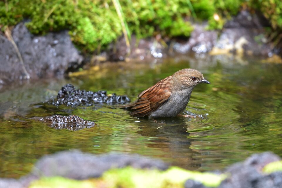 Wild animals animal bird