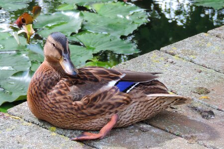 Nature bird animal world