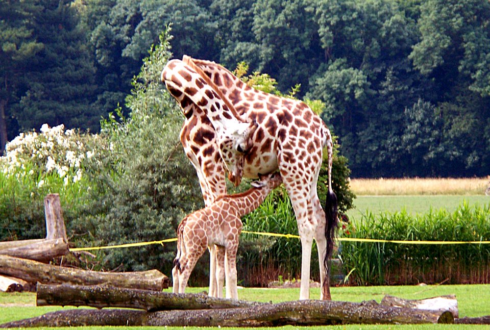 Rothschildgiraffe mit Jungtier