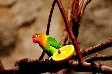 Bill orange plumage