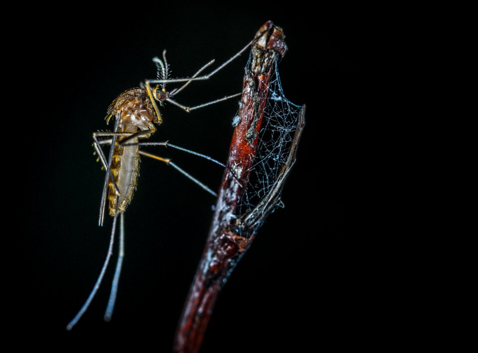 The mosquito sprig gossamer