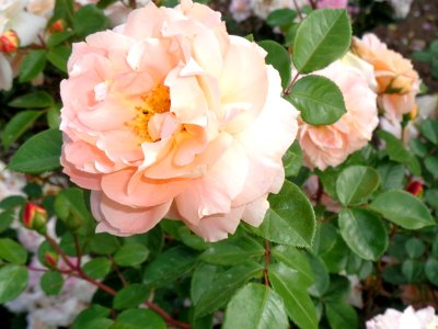 Sangerhausener Rose