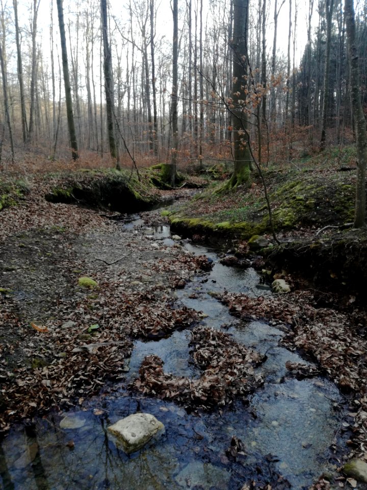 Saulbach-1-
