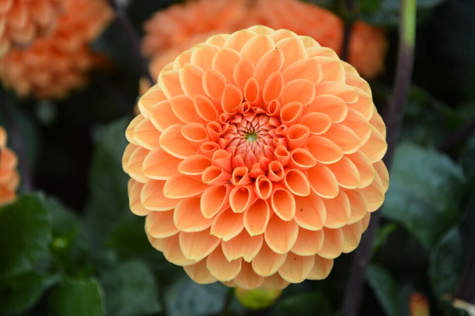 Summer summer flowers nature