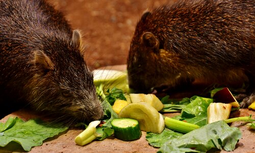 Animal world animal cute