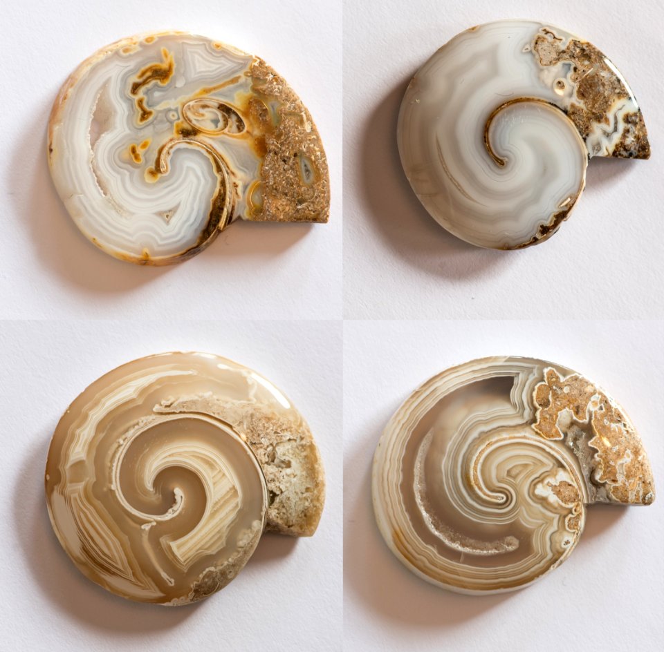 Schnecken auflicht small