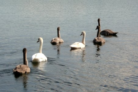 Schwanenfamilie