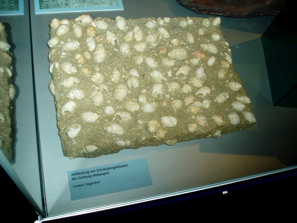 Schnecken aus Siegendorf
