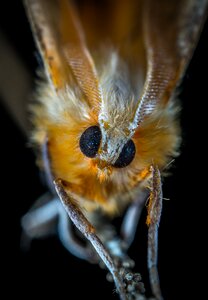 Insect lepidoptera macro