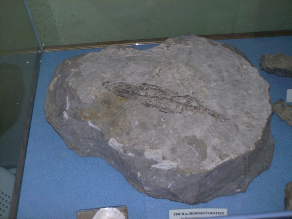 Sedimentgestein RM Wallsee