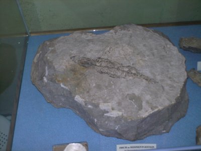 Sedimentgestein RM Wallsee
