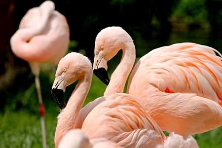 Water bird animals nature