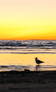 Sunset bay sand photo