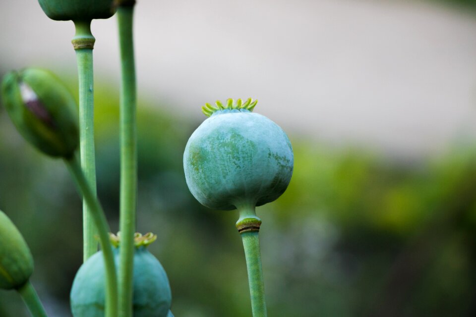 Nature air flower