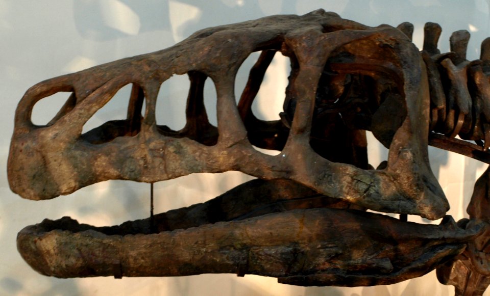 ShansisuchusShansisuchus(Skull)-PaleozoologicalMuseumOfChina-May23-08