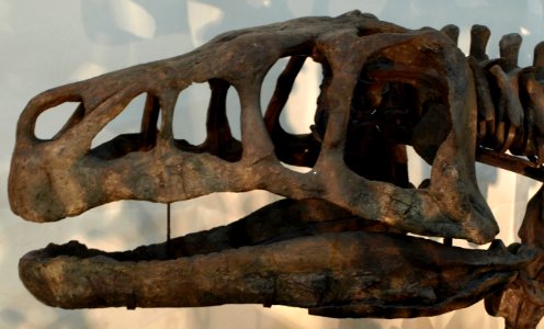 ShansisuchusShansisuchus(Skull)-PaleozoologicalMuseumOfChina-May23-08