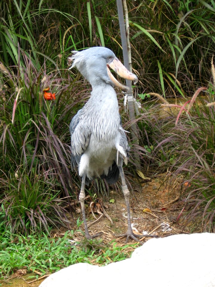 Shoebill, Balaeniceps rex, JBP, Nov 06