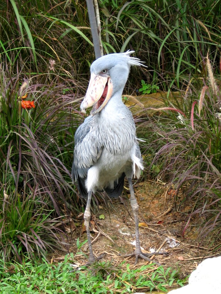 Shoebill, Balaeniceps rex 2, JBP, Nov 06