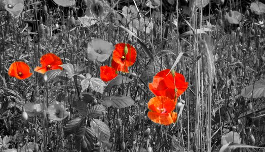 Red poppy thriving mohnfeld red