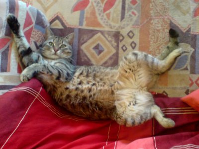 Sich räkelnde Katze