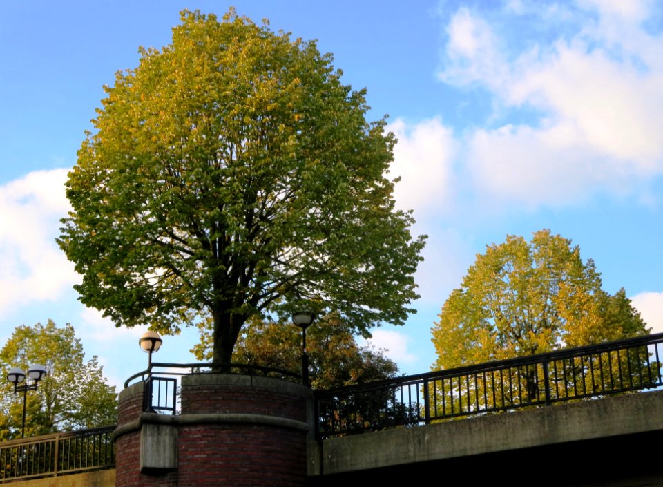 Silberlinden auf der Brücke