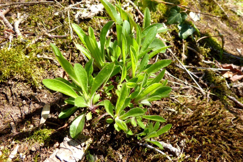 Silene nutans