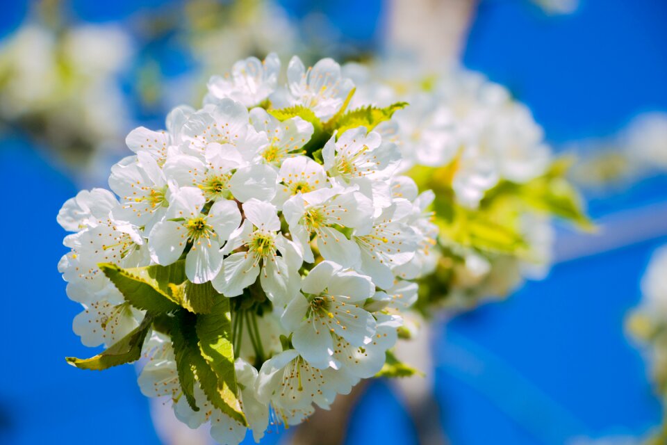 Spring cherry color