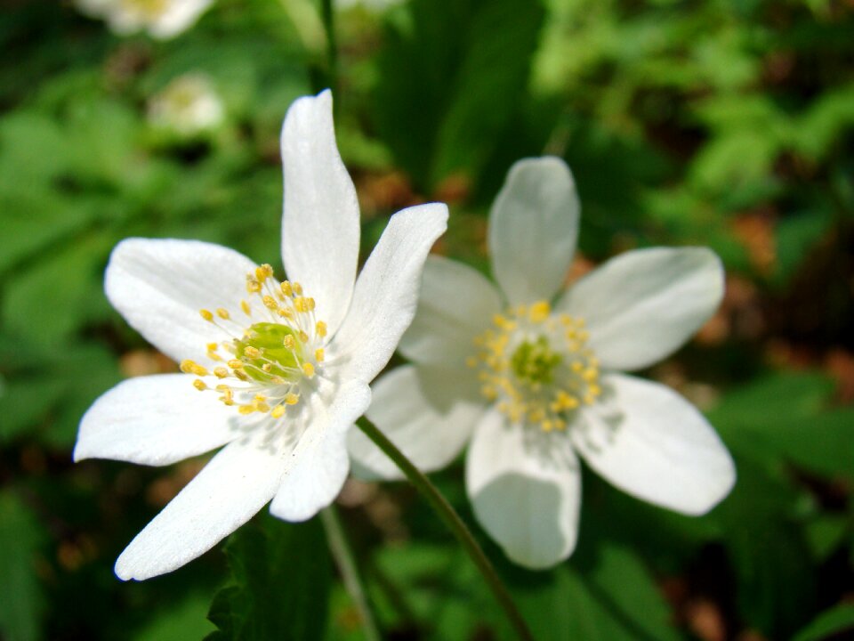 White flowers flowering plants beauty