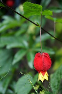 Summer plants red
