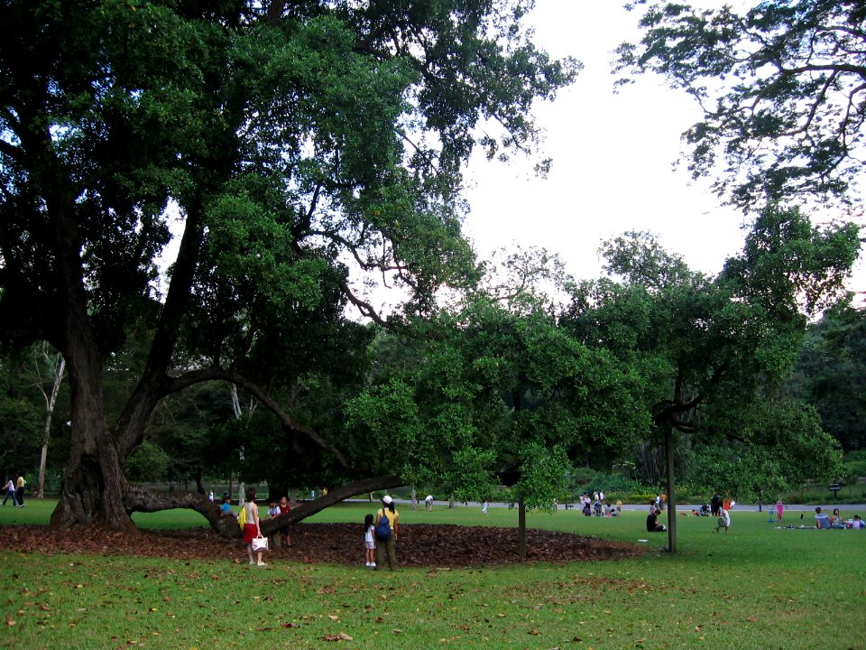 Singapore Botanic Gardens 6, Jul 06
