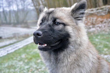 Eurasier color dark sable portrait