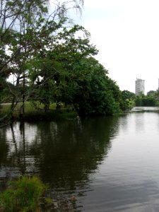 Singapore Botanic Gardens, Eco-lake 2, Sep 06 photo