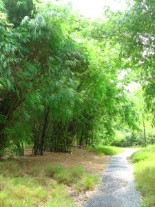 Singapore Botanic Gardens, Bamboos 4, Sep 06 photo