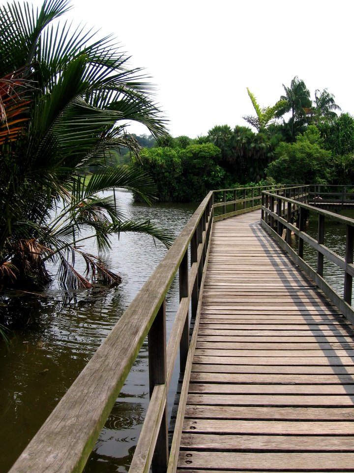 Singapore Botanic Gardens, Eco-lake 6, Sep 06